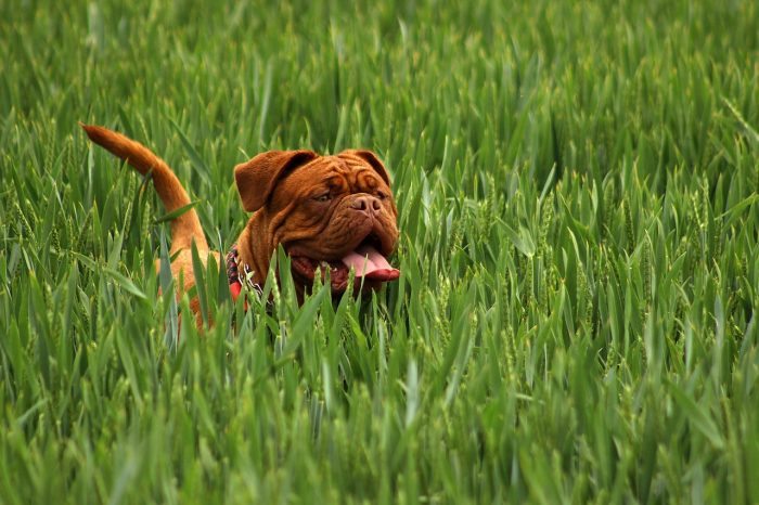 dog in tall grass