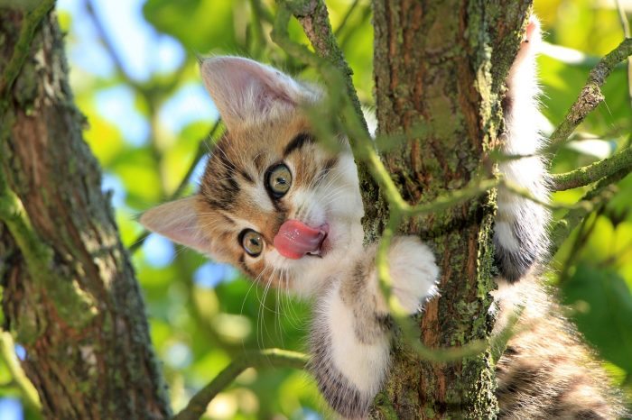 cat in tree