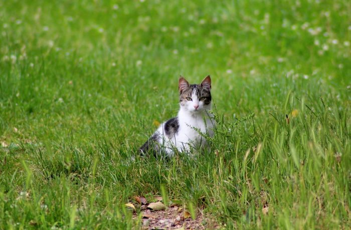 cat in grass