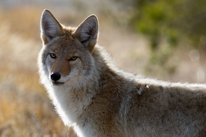 coyote - joy of animals