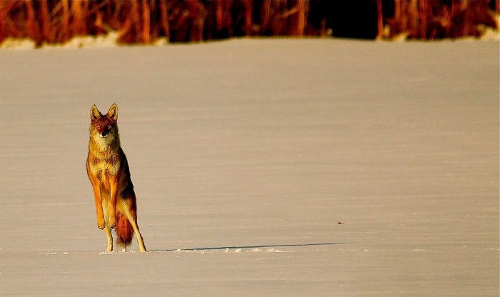 coyote in snow