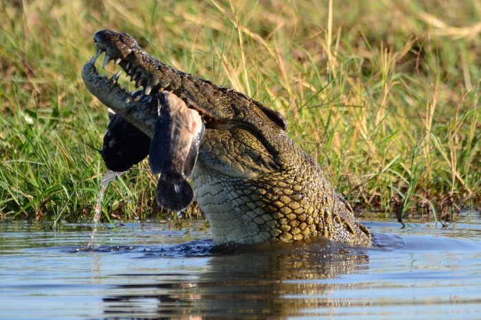 crocodile eating
