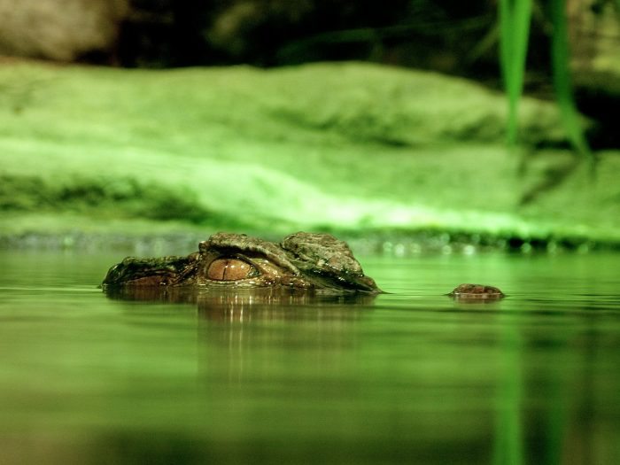 crocodile live