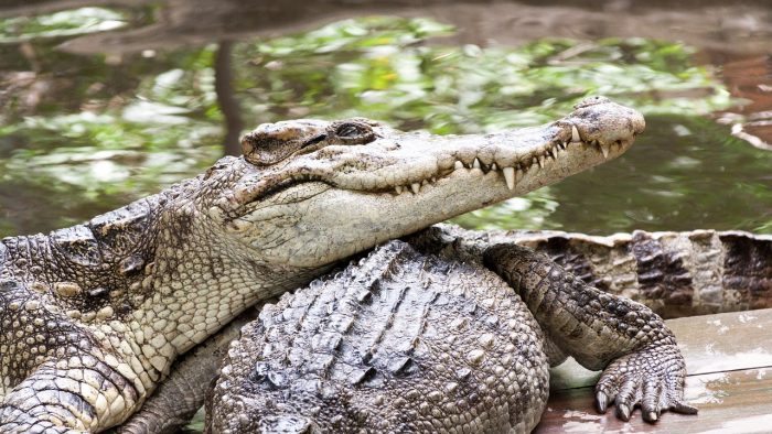 crocodiles