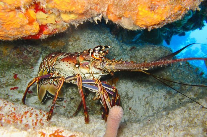 lobster