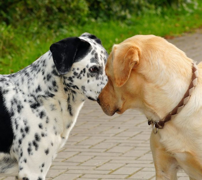 dog kisses