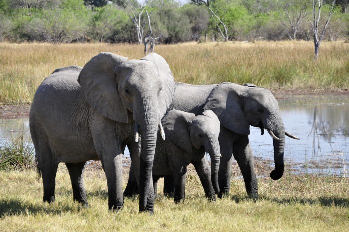 elephant family
