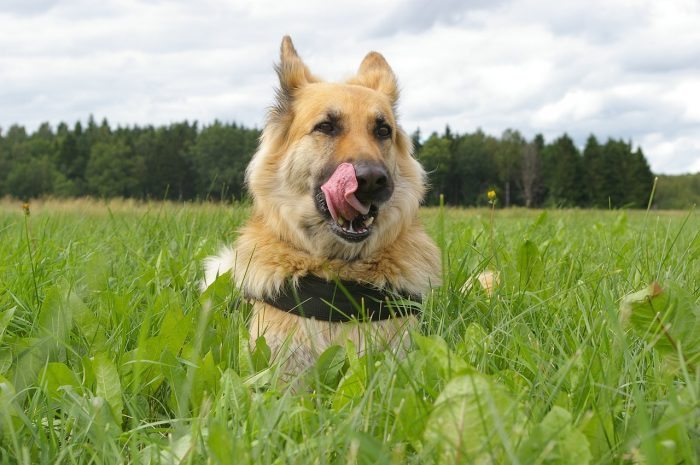 dog licking with tongue