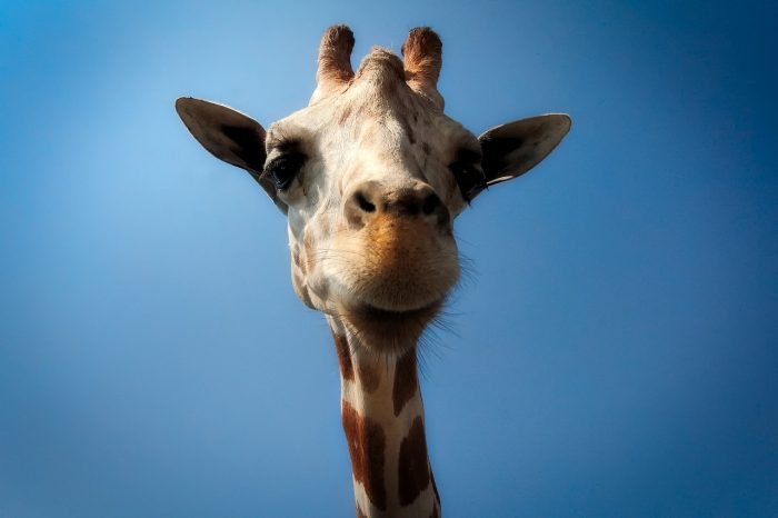 giraffe - joy of animals
