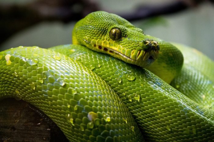 Green Tree Python