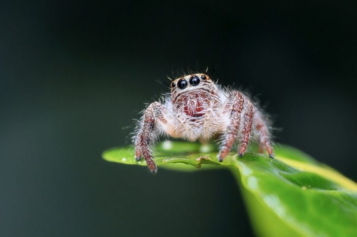 Jumping Spider - Joy of Animals