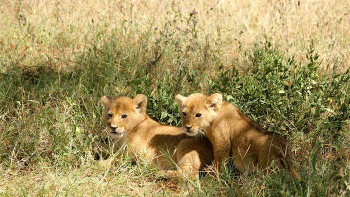 lion cubs - joy of animals