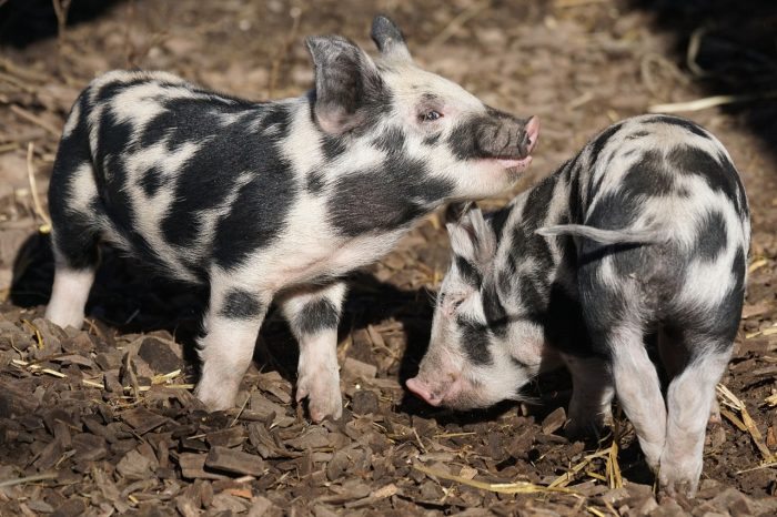 pigs