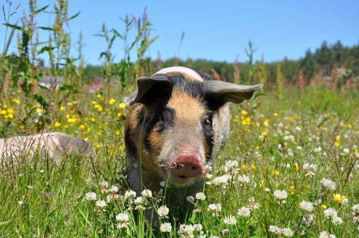 pig - joy of animals