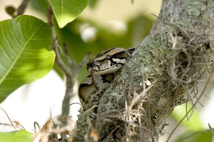 Python in Tree