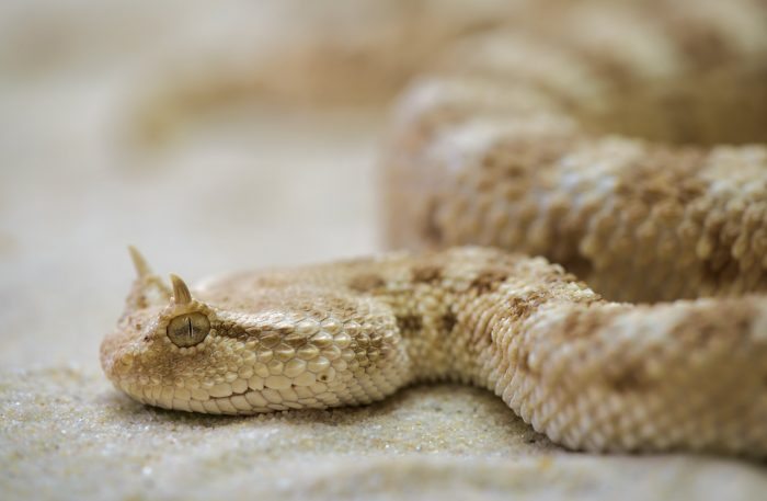 snake