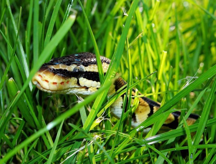 snake