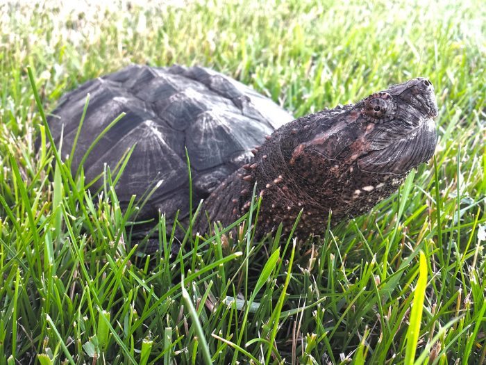 snapping turtle - joy of animals