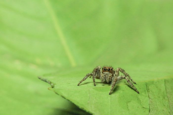 spider