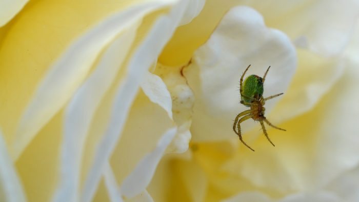 Spider