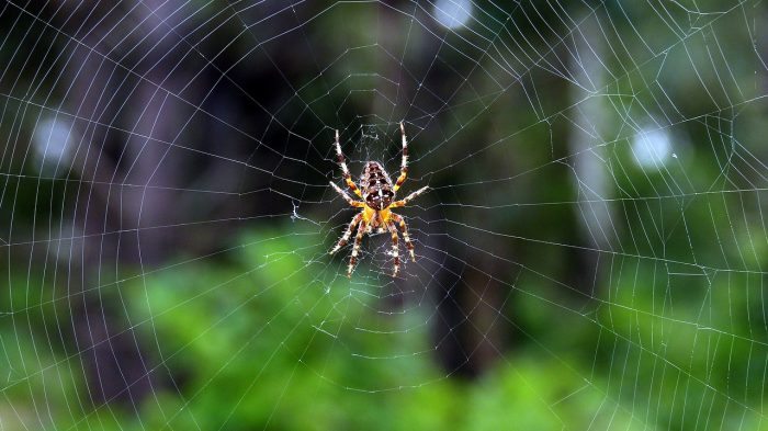 Spider Repairing Web