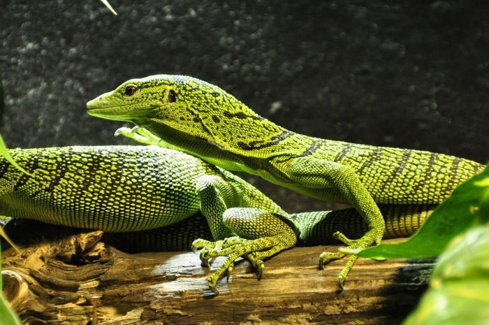 spotted baumwaran lizards
