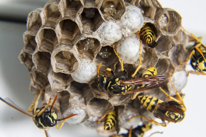 wasp nest