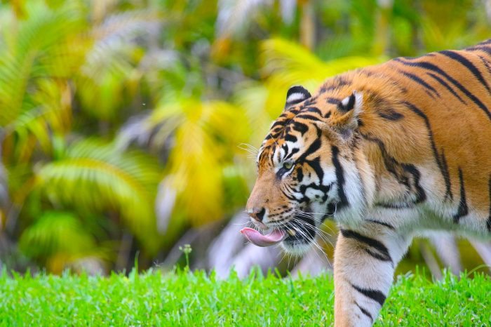 tiger tongue