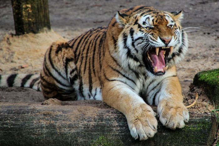 tiger - joy of animals