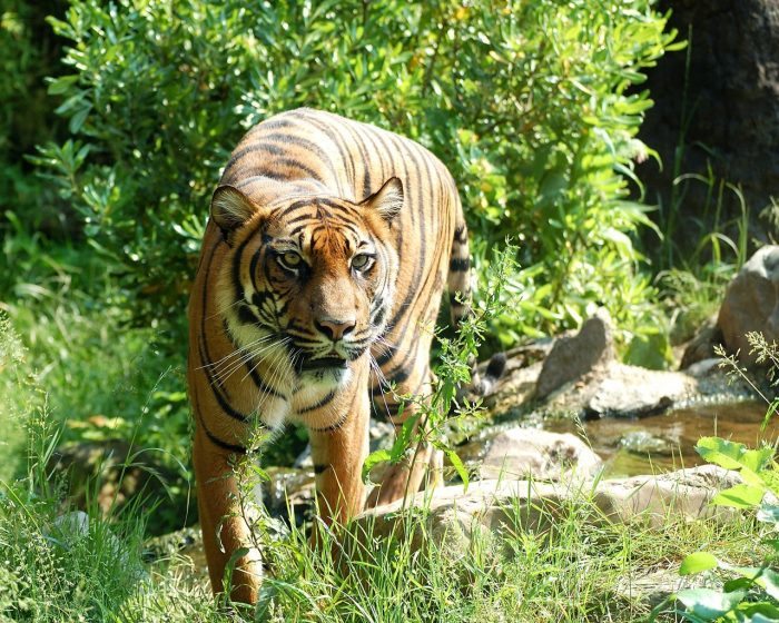tiger - joy of animals