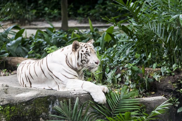 white tiger - joy of animals