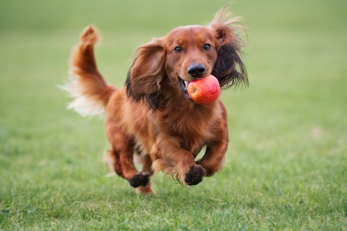 brown dachshund dog playing with an apple - joy of animals