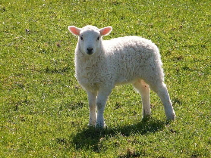 Spring Lamb - Joy of Animals