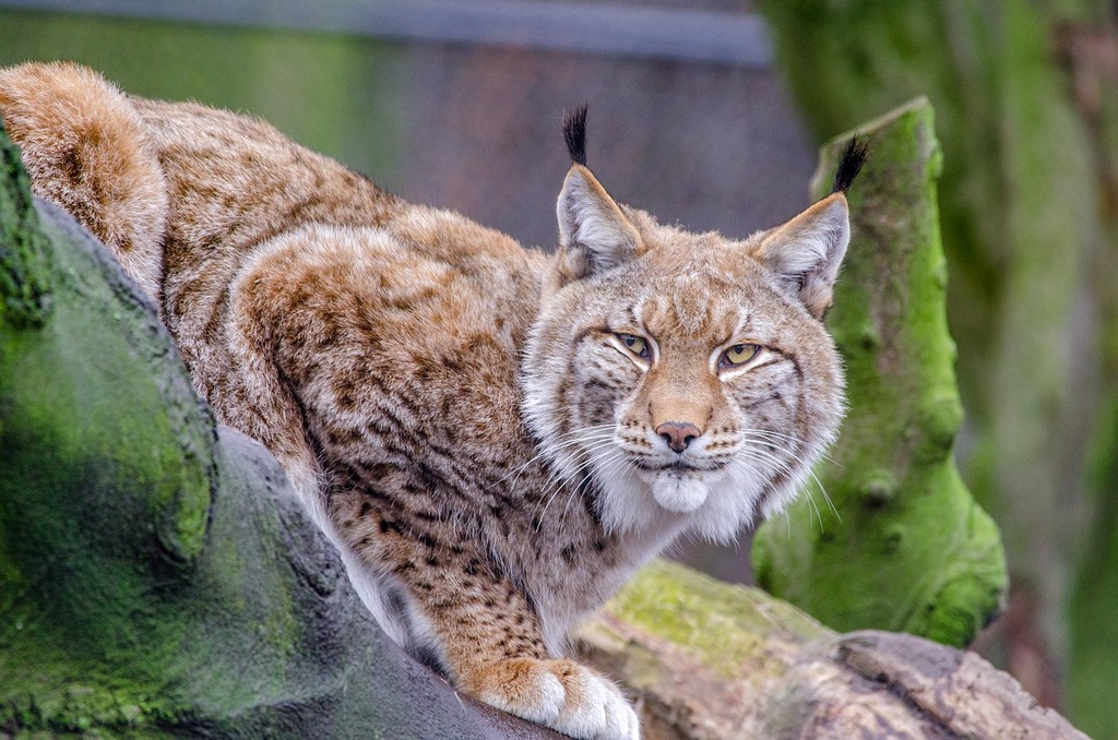 Lynx