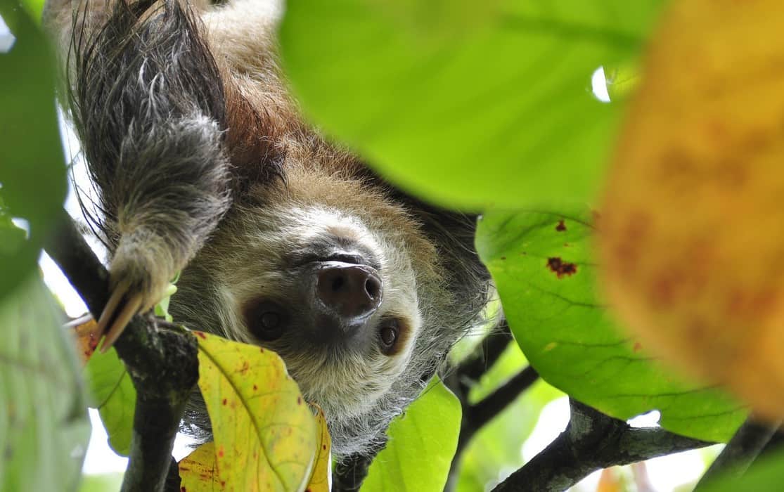 Where Do Sloths Live